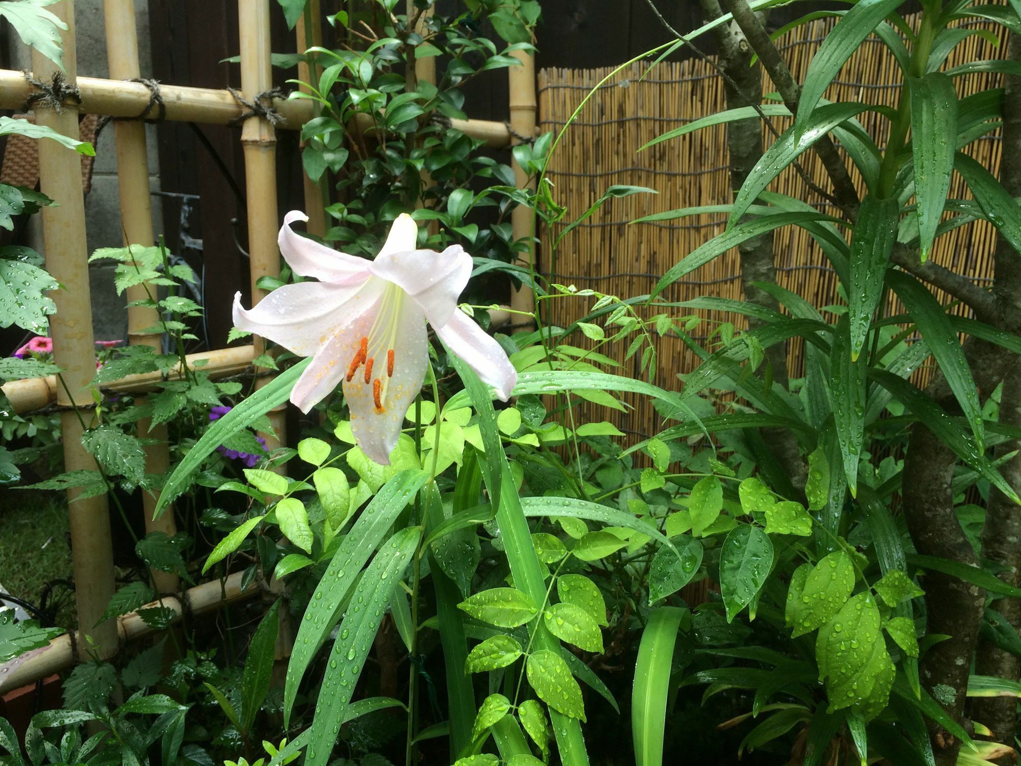 Casa vacanze Nishijin No Sato 西陣之郷 -100 Yrs Smart & Sustainable Ai Arthouse With 10gbps Wifi -